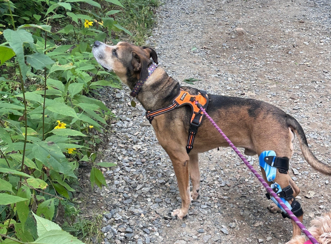 One Injury, Two Paths: Our Journey Through CCL Tears with Hudson & Winni - Winni&Me Woofwear
