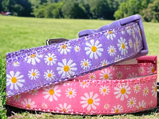 Spring Daisies Dog Collar