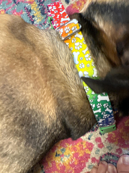 Colorful Rainbow Dog Collar with Bones & Paws