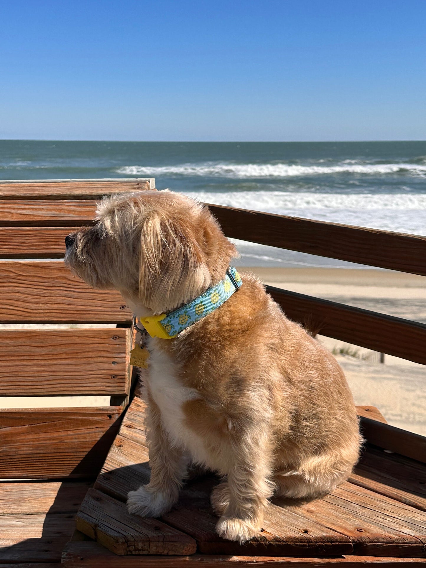 Sea Turtle Dog Collar: Handmade Ribbon Collar