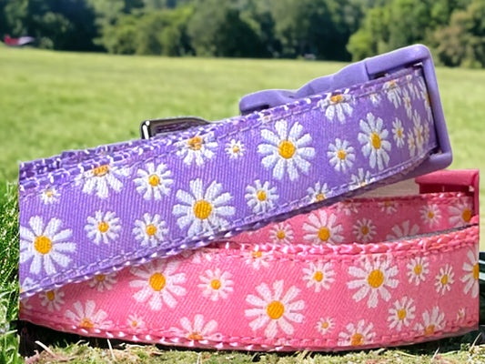 Pink or Purple Daisy Dog Collar – Optional Personalized Engraved Metal Buckle - Winni&Me Woofwear