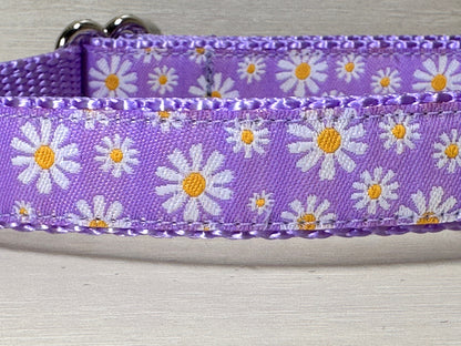 Spring Daisies Dog Collar