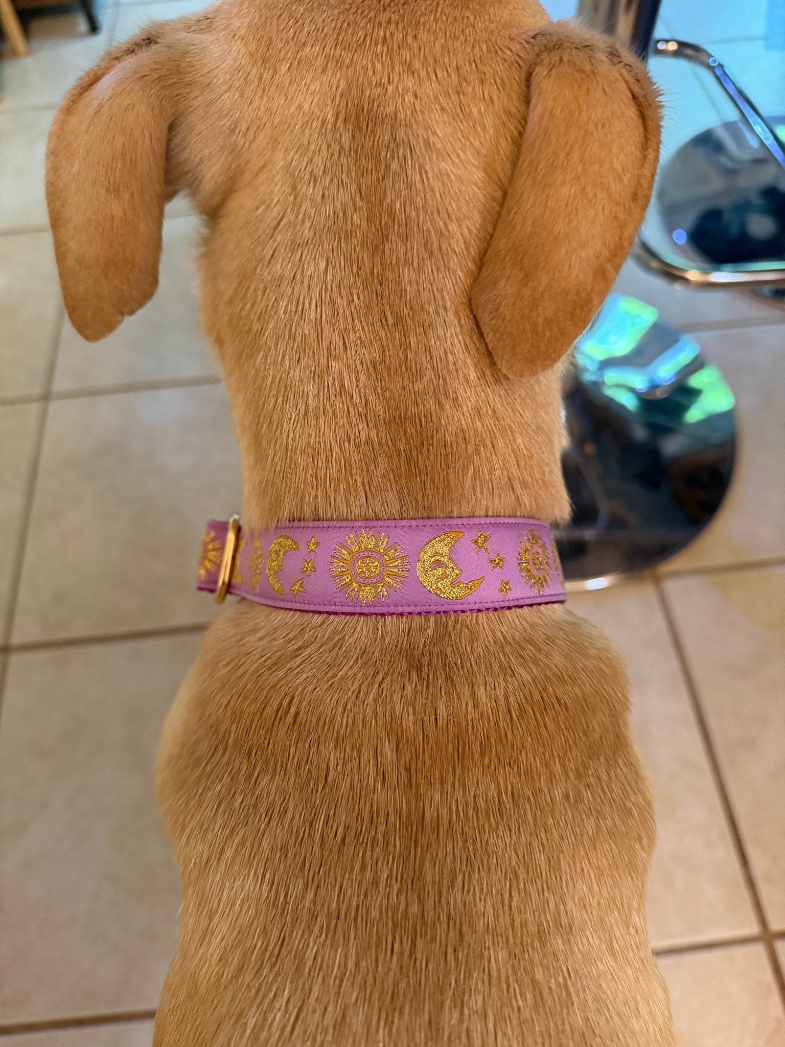 Celestial Moon and Sun on Purple Dog Collar (Optional Personalized Engraved Metal Buckle) - Dog Collars - Winni&Me Woofwear