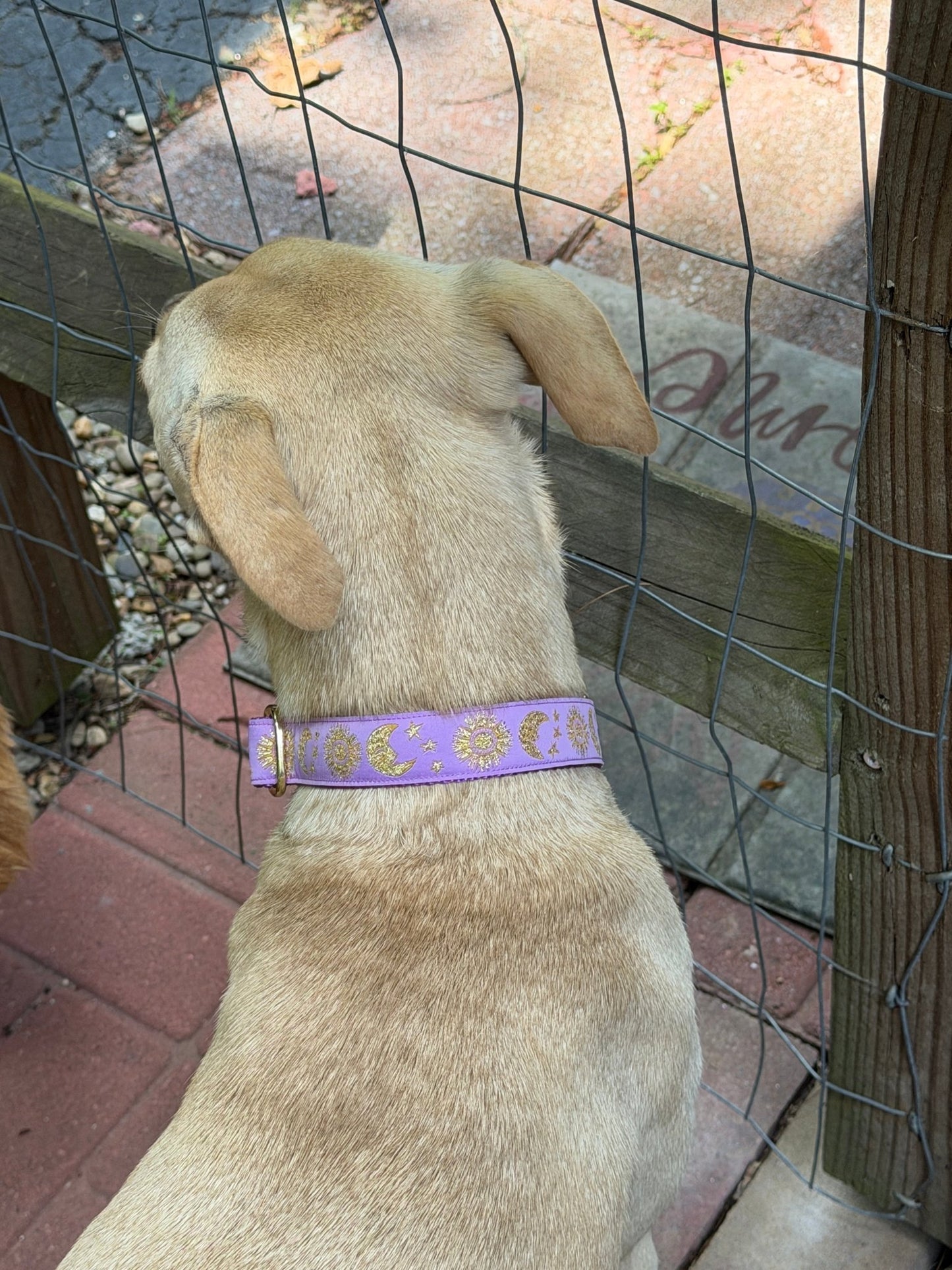 Celestial Moon and Sun on Purple Dog Collar (Optional Personalized Engraved Metal Buckle) - Dog Collars - Winni&Me Woofwear