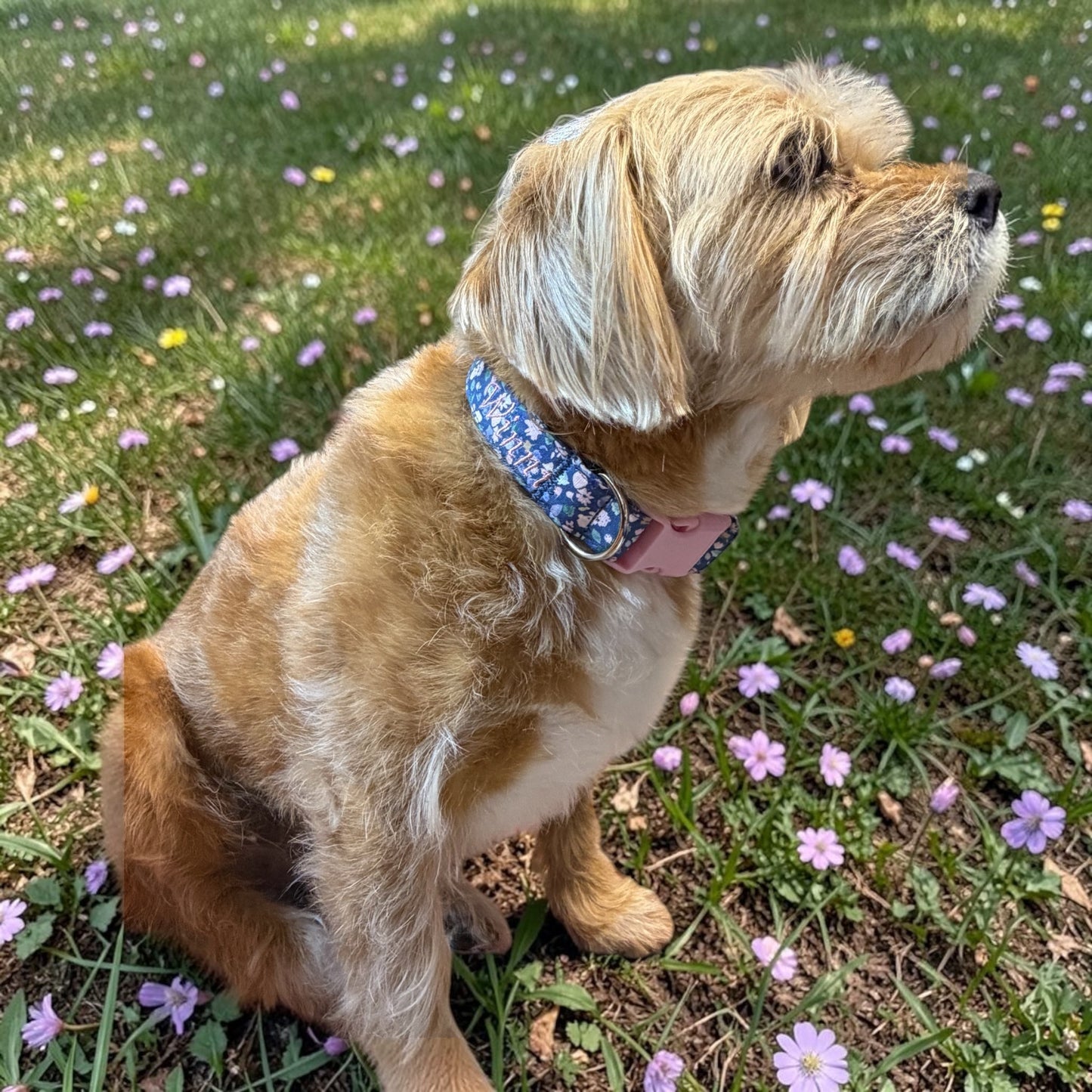 Delicate Flowers in the Blue Meadow Dog Collar - Dog Collars - Winni&Me Woofwear