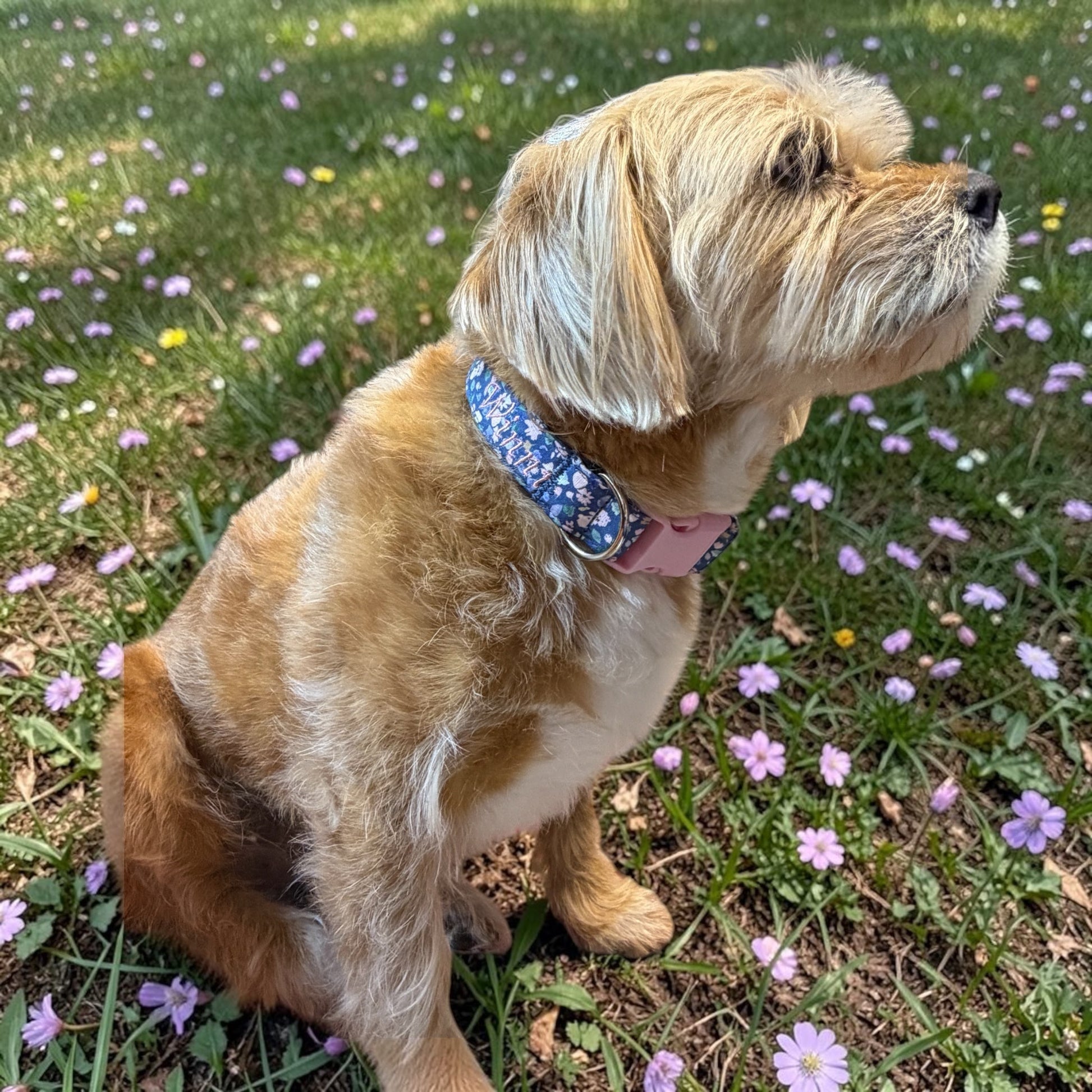 Delicate Flowers in the Blue Meadow Dog Collar - Dog Collars - Winni&Me Woofwear