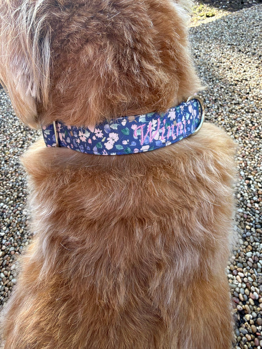 Dog sitting on the grass with the blue meadow dog collar in, it has her name embroidered on the collar in pink