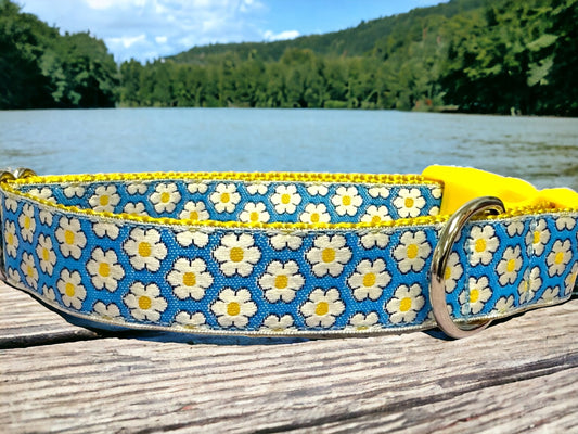 Daisy’s Dog Collar