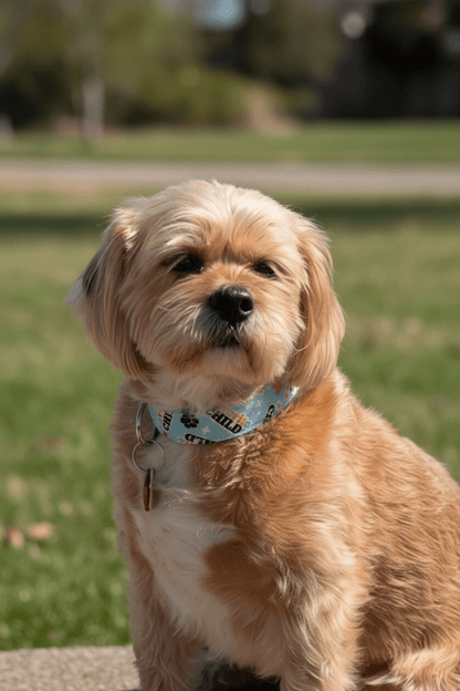 Favorite Child Dog Collar - Dog Collars - Winni&Me Woofwear