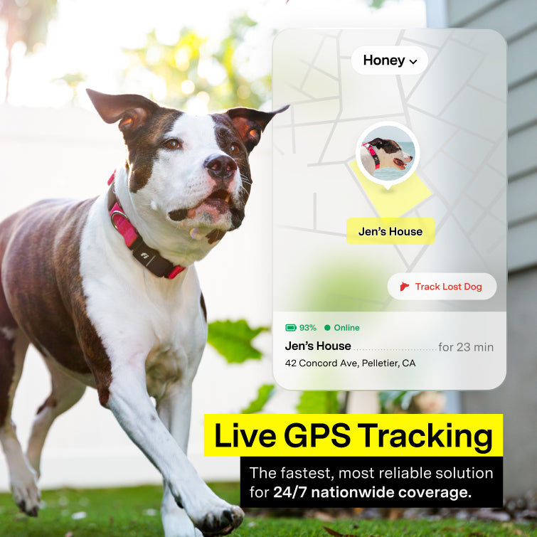 Personalized Embroidered Nylon Dog Collar - Fi Compatible