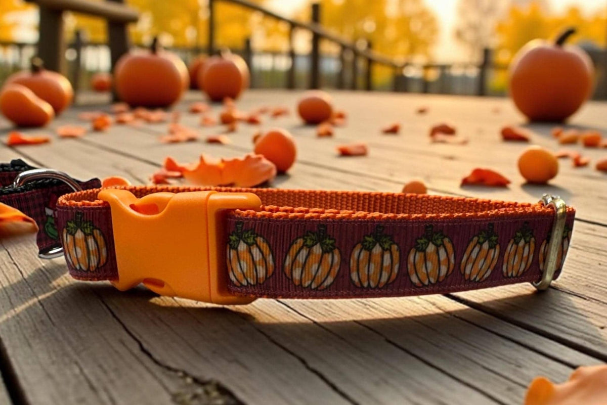Pumpkin Patch Dog Collar/Fall Pumpkins/Autumn Accessories - Winni&Me Woofwear