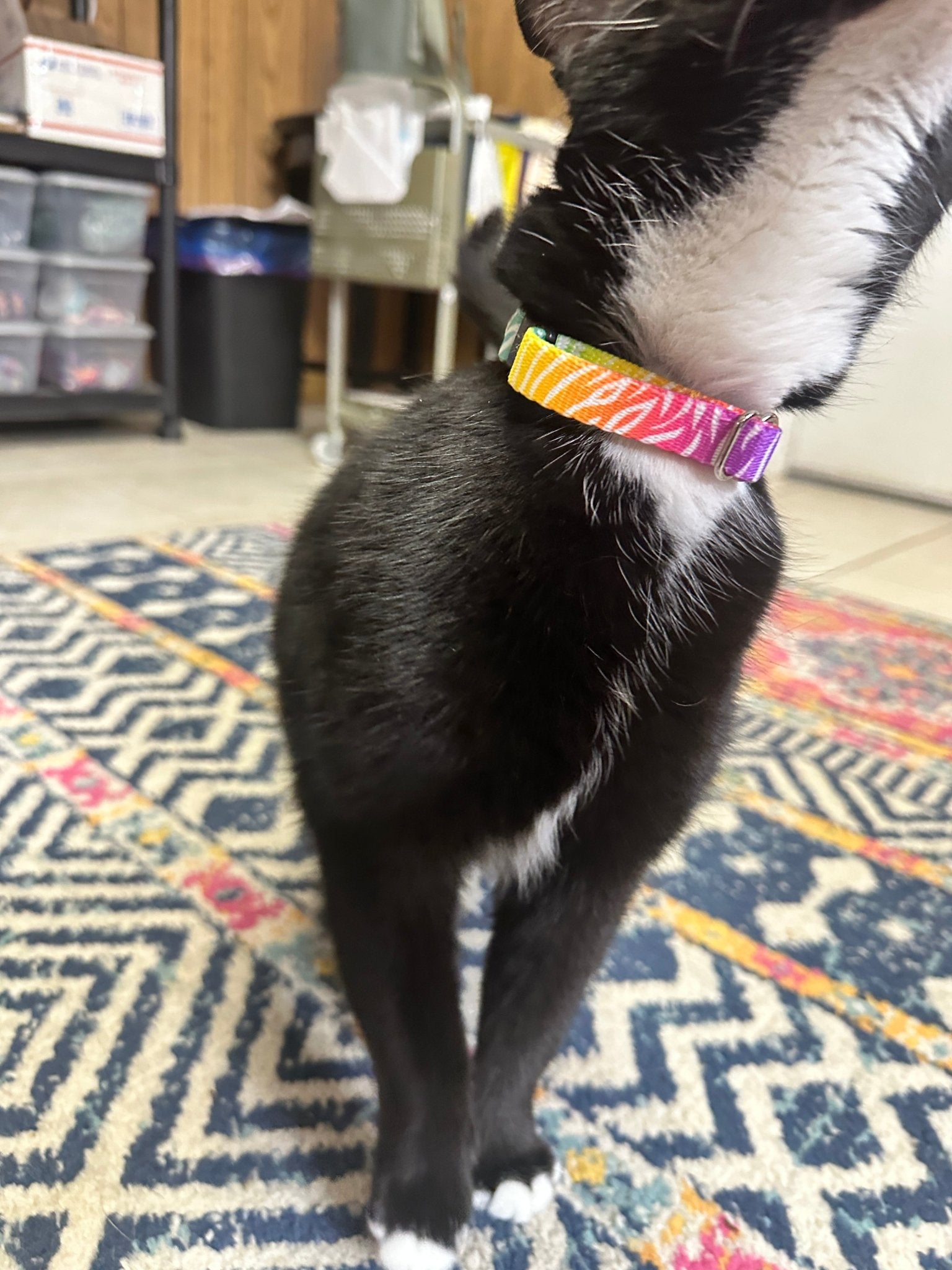 Rainbow Zebra Print Cat Collar with Breakaway Buckle - Cat Collar - Winni&Me Woofwear