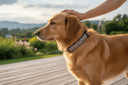 The Bestest Boy Dog Collar - Winni&Me Woofwear