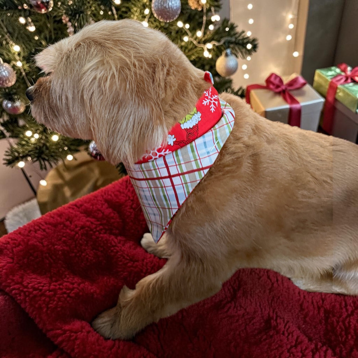 Winni&Me Woofwear Merry Grinchmas reversible dog bandana with Grinch print and Christmas plaid, worn by a small dog.